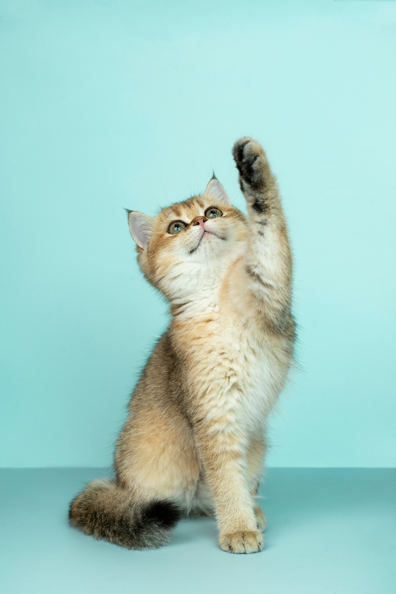 Gato curioso com a patinha levantada